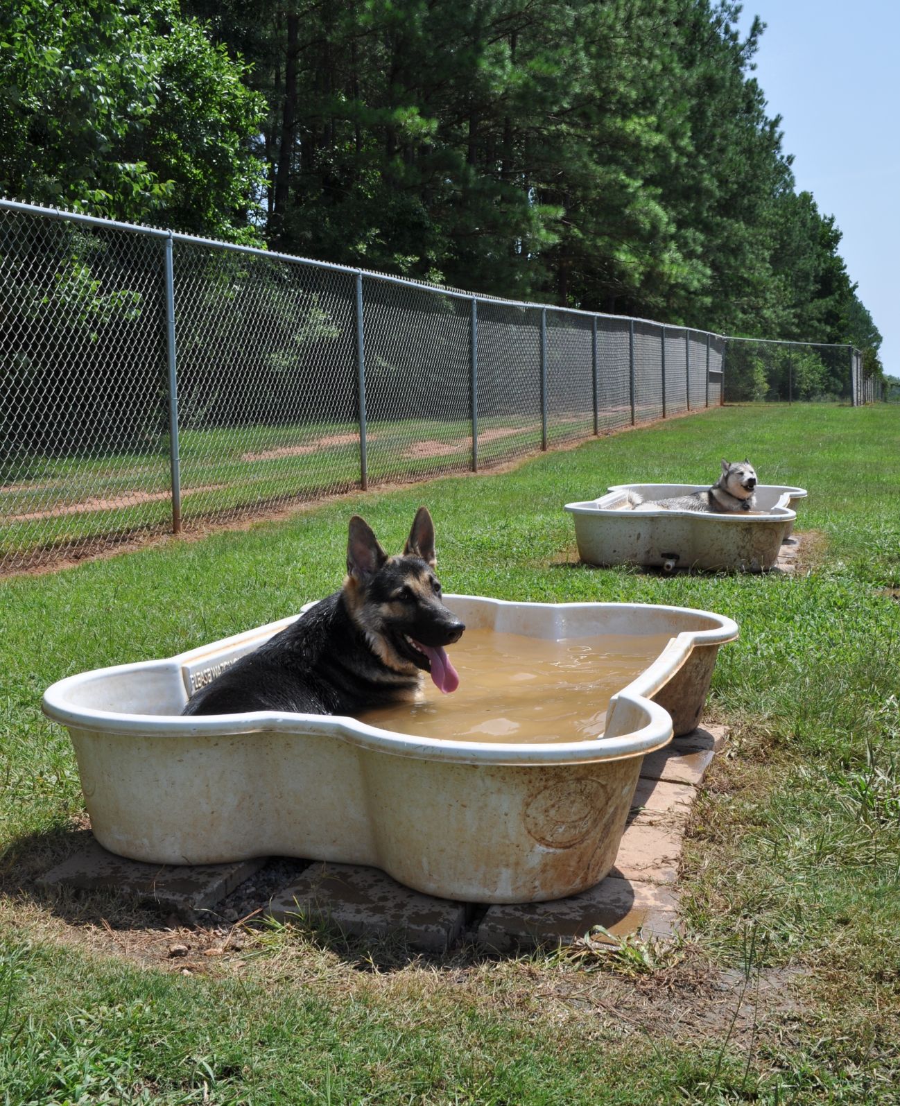 BarkingLot_04.JPG
